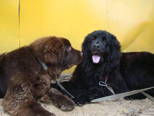 Фото: ньюфаундленд Фанньюф Ура Я с Вами