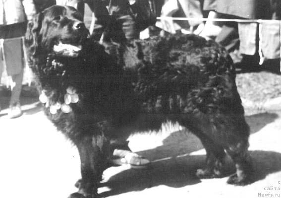 Фото: ньюфаундленд Айна