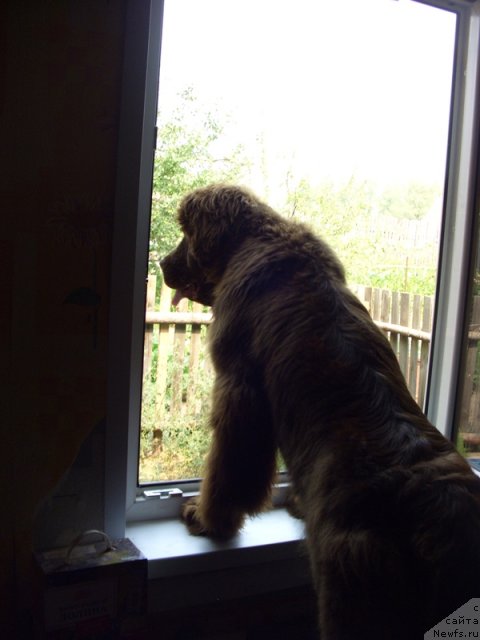 Фото: ньюфаундленд Бархатка Роскошная