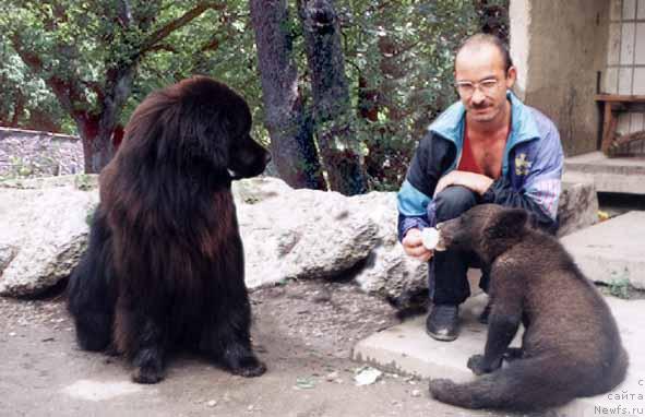 Фото: ньюфаундленд Ювентус Сейвер