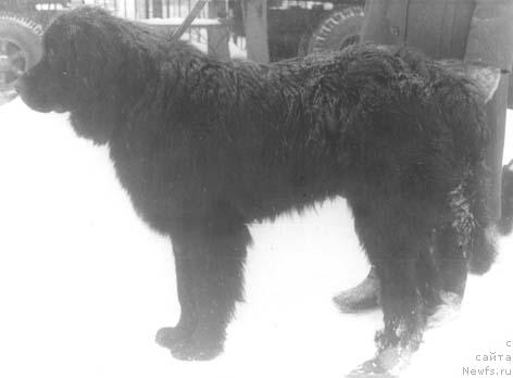 Фото: ньюфаундленд Франческо Кэпи