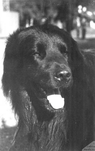 Фото: ньюфаундленд Неман