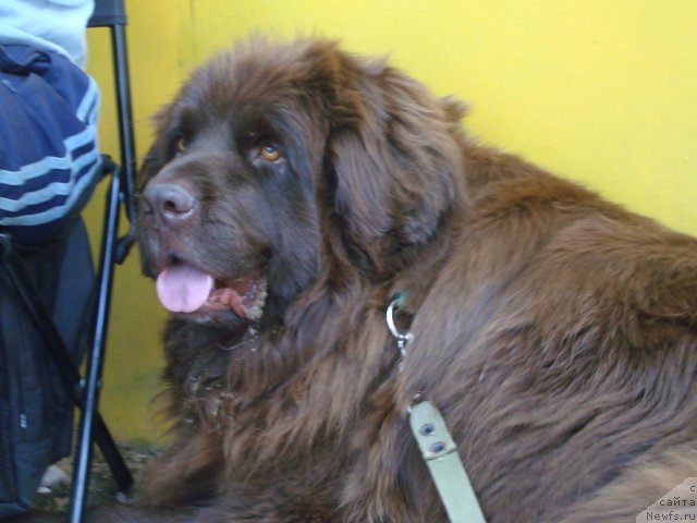 Фото: ньюфаундленд Смигар Ришель Леди Фортуна (Smigar Rishel Lady Fortuna)