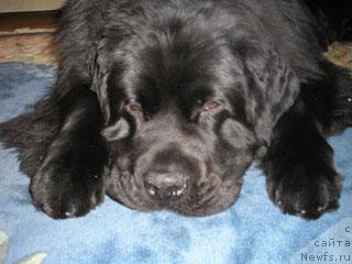 Фото: ньюфаундленд Плюшевая Панда Викар (Plushevaya Panda Vikar)