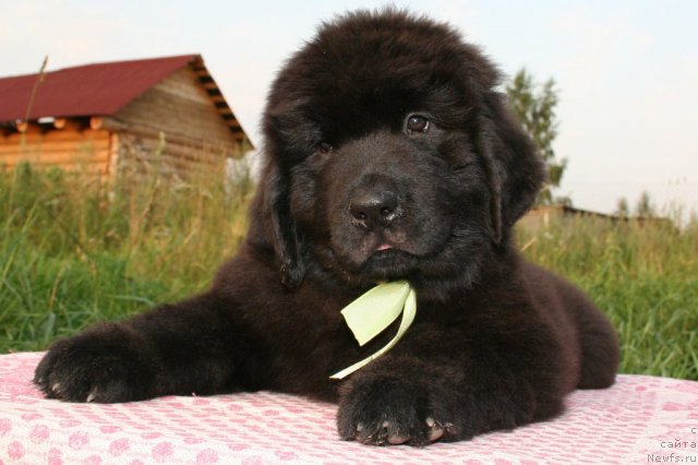 Фото: ньюфаундленд Юнителла Легенда о Любви