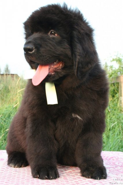 Фото: ньюфаундленд Юнителла Легенда о Любви