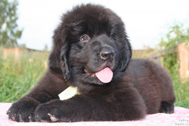 Фото: ньюфаундленд Юнителла Легенда о Любви