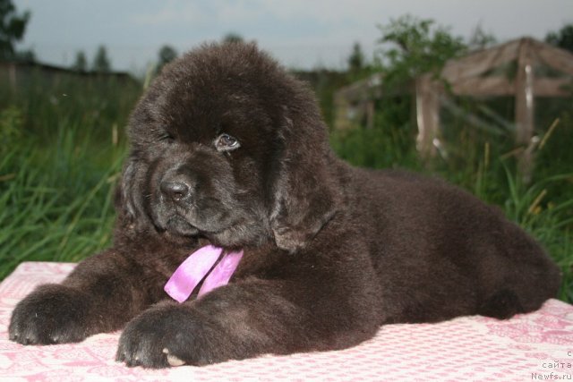 Фото: ньюфаундленд Ю-Питер фром Питер