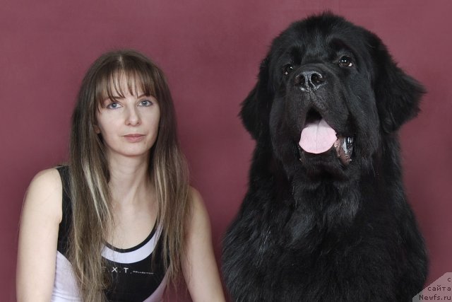 Фото: ньюфаундленд Drive Me Crazy of Apachee's Home, Юлия Наумова