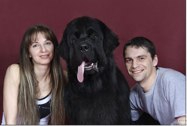 Фото: Юлия Наумова, ньюфаундленд Drive Me Crazy of Apachee's Home, Талантов Валентин