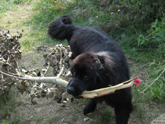 Фото: ньюфаундленд Лунная Красавица