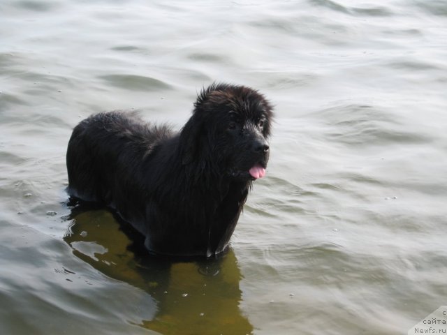 Фото: ньюфаундленд Лунная Красавица