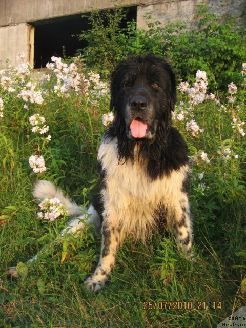 Фото: ньюфаундленд Юнона, Юночка