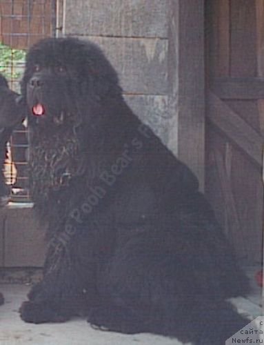 Фото: ньюфаундленд Amadeus Rock on me Midnight Ladys