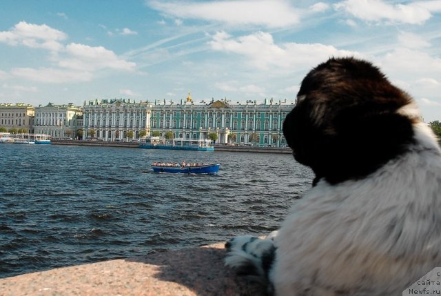 Фото: ньюфаундленд Deshabillez Moi de L'Iliade et L'Odyssee