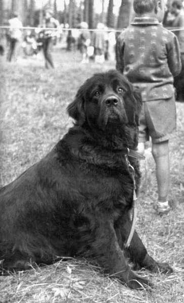 Фото: ньюфаундленд Ева Блэк