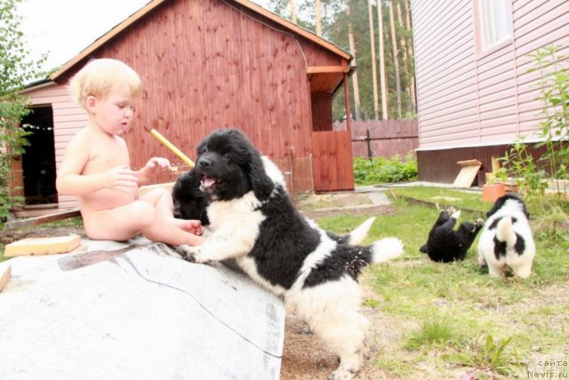 Фото: ньюфаундленд Аквиан Сонг Зес Трибьют ту Фешен, и Дима