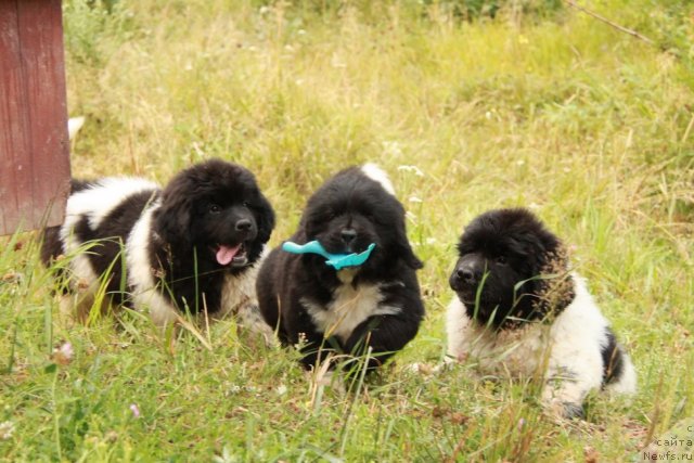 Фотография № 47474