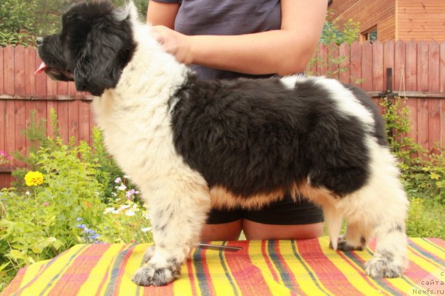 Фото: ньюфаундленд Аквиан Сонг Зест Бьютифул (Akvian Song Zest Beautiful)