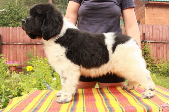 Фото: ньюфаундленд Аквиан Сонг Зес Трибьют ту Фешен