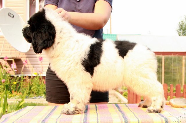 Фото: ньюфаундленд Аквиан Сонг Зиппи Панда