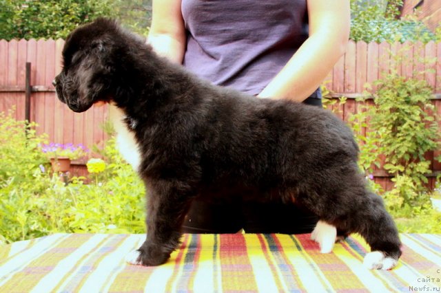 Фото: ньюфаундленд Икона Стиля