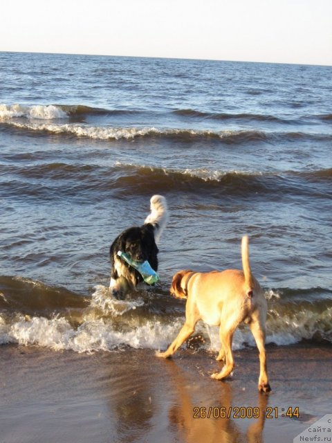 Фото: ньюфаундленд Юнона