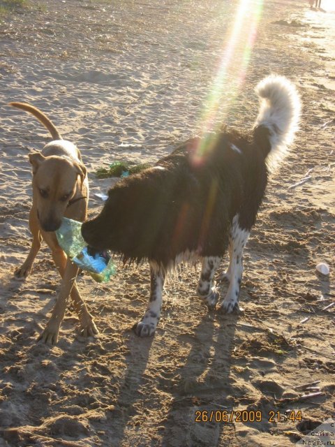 Фото: ньюфаундленд Юнона
