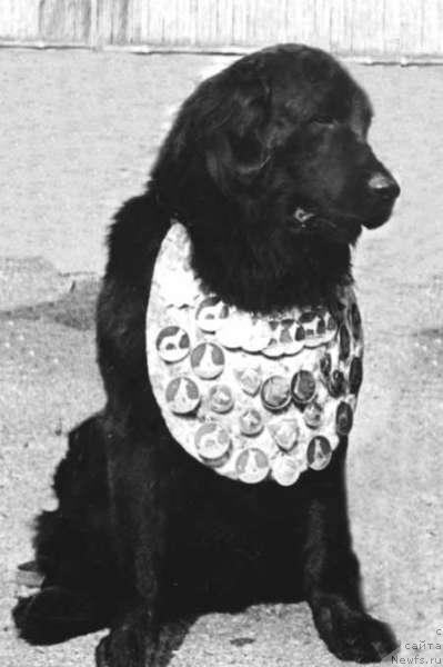 Фото: ньюфаундленд Нильс