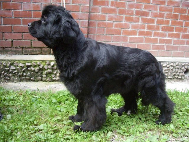 Фото: ньюфаундленд Chatkantarra Tess