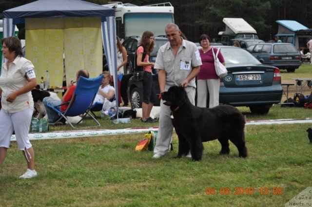 Фото: ньюфаундленд Звезда Ростова с Берега Дона (Zvezda Rostova s Berega Dona)