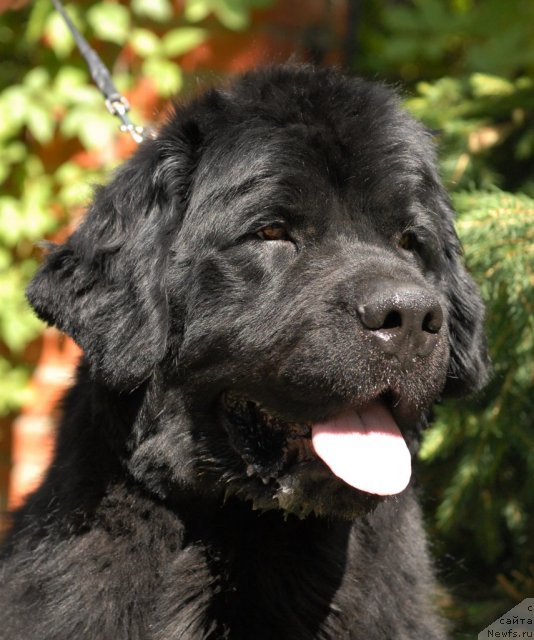 Фото: ньюфаундленд Смигар Империя Страсти