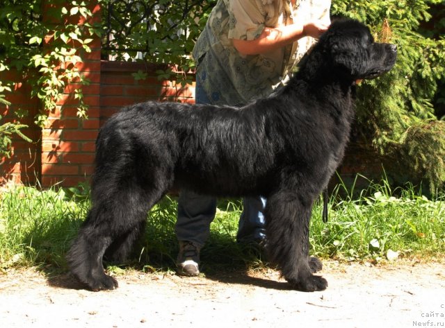 Фото: ньюфаундленд Смигар Империя Страсти