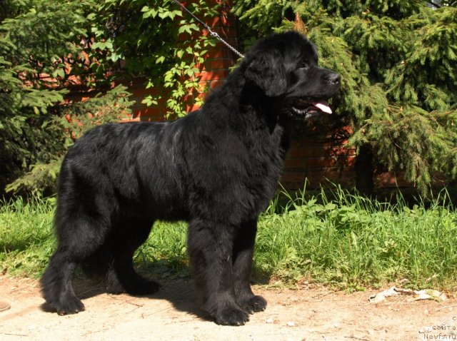 Фото: ньюфаундленд Смигар Империя Страсти
