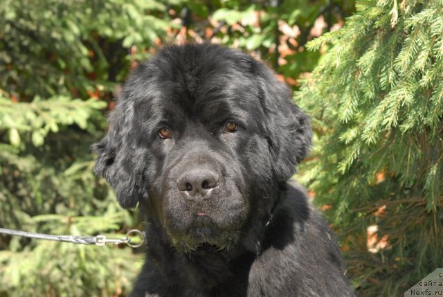 Фото: ньюфаундленд Смигар Империя Страсти