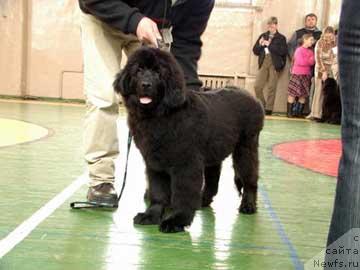 Фото: ньюфаундленд Хуодэ Шень Юкон