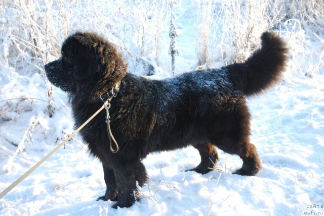 Фото: ньюфаундленд Смигар Империя Страсти