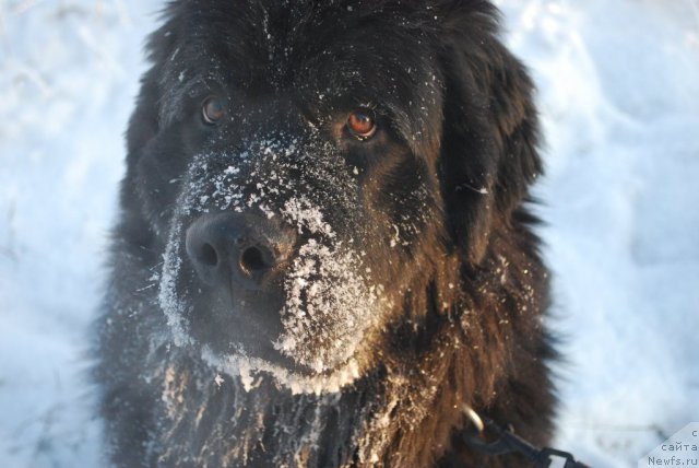 Фото: ньюфаундленд Смигар Империя Страсти