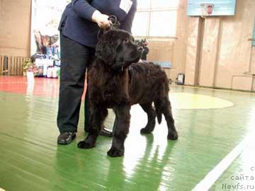 Фото: ньюфаундленд Эдельвейс