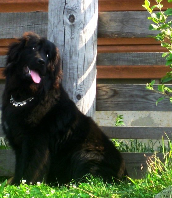 Фото: ньюфаундленд Звезда Востока