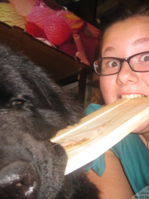 Фото: ньюфаундленд Звезда Востока, Елизавета Тихонова