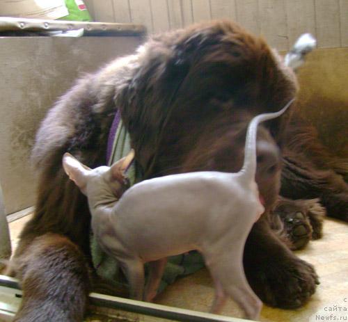 Фото: ньюфаундленд Супер Премиум Бест Бэлжен Ригардс (Super Premium Best Belzhen Regards)