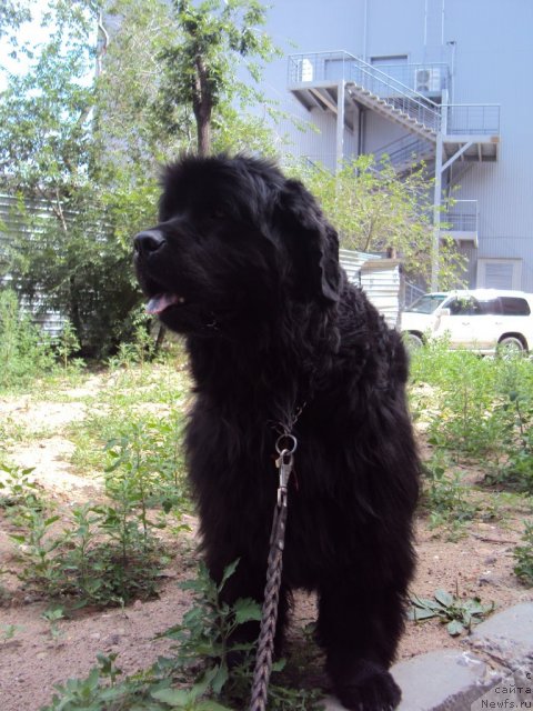 Фото: ньюфаундленд Юджиния из Медвежьего Яра (Yudzhiniya iz Medvejyego Yara)
