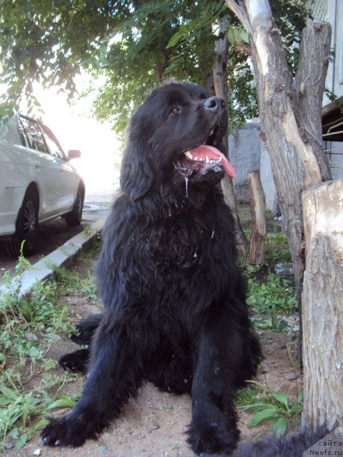 Фото: ньюфаундленд Зинедин из Сибирской Глубинки