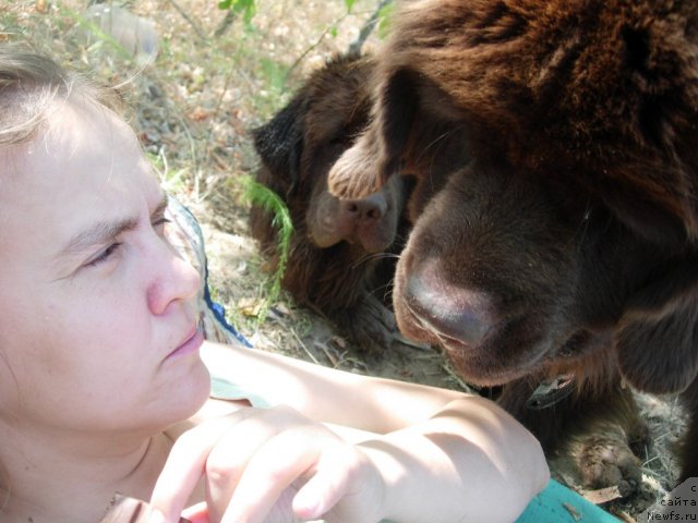 Фото: ньюфаундленд Звездная Тоскана Лесная Раскрасавица