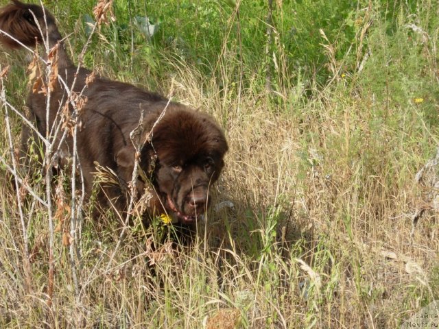 Фото: ньюфаундленд Звездная Тоскана Лесная Раскрасавица