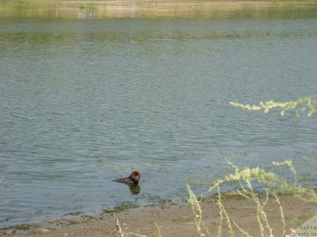 Фото: ньюфаундленд Звездная Тоскана Лесная Раскрасавица
