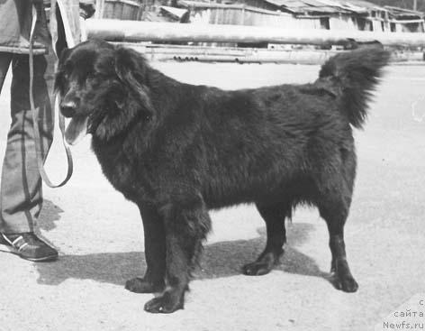 Фото: ньюфаундленд Панна Юна Амар