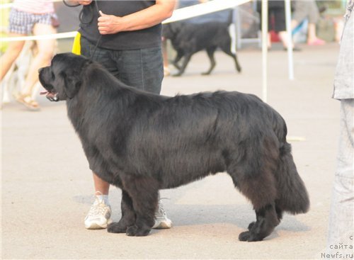 Фото: ньюфаундленд Потап Ястреб