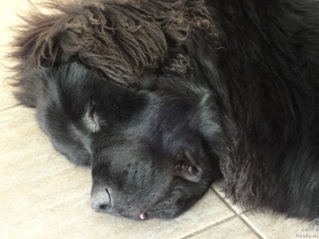 Фото: ньюфаундленд Потап Ярослав Великий (Potap Yaroslav Velikiy)